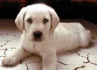 labrador